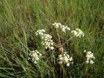 Afrocarum imbricatum