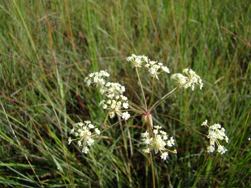 Afrocarum imbricatum