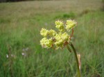 Afrocarum imbricatum