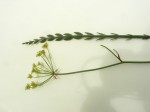 Afrocarum imbricatum
