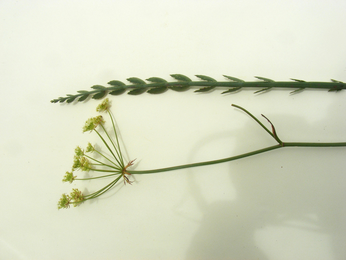 Afrocarum imbricatum