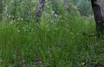 Pimpinella huillensis
