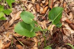 Pimpinella huillensis
