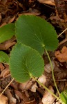 Pimpinella huillensis
