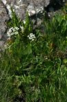 Pimpinella stadensis