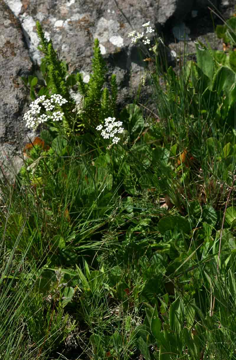 Pimpinella stadensis