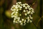 Pimpinella stadensis
