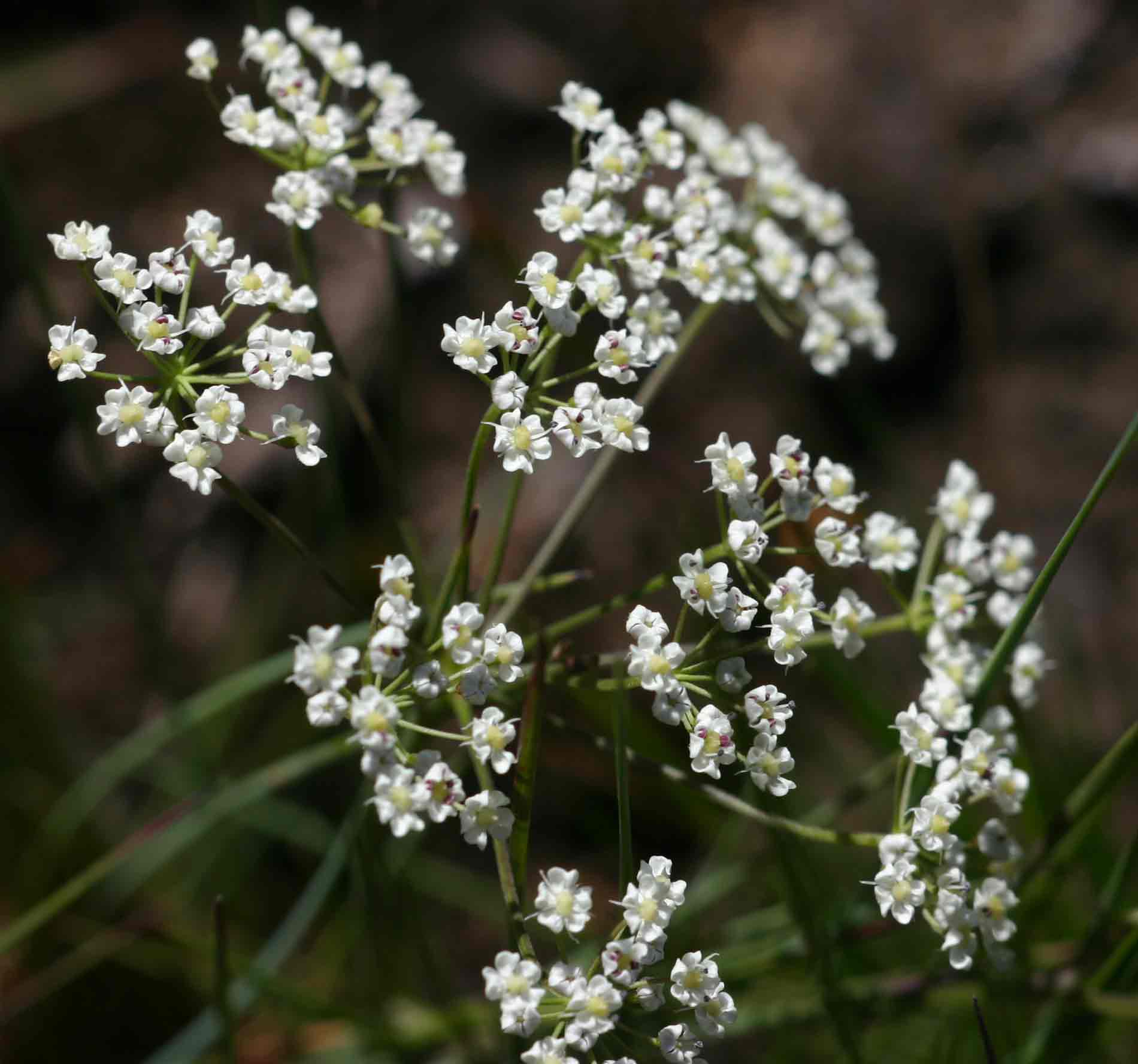Pimpinella stadensis