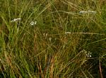 Pimpinella stadensis