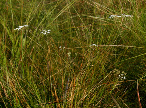 Pimpinella stadensis