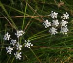 Pimpinella stadensis
