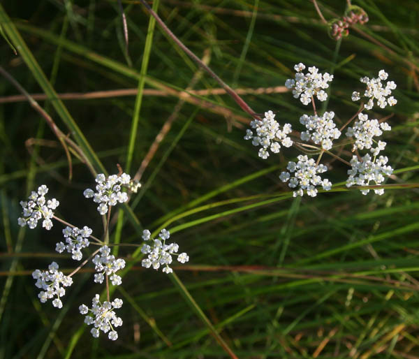 Pimpinella stadensis