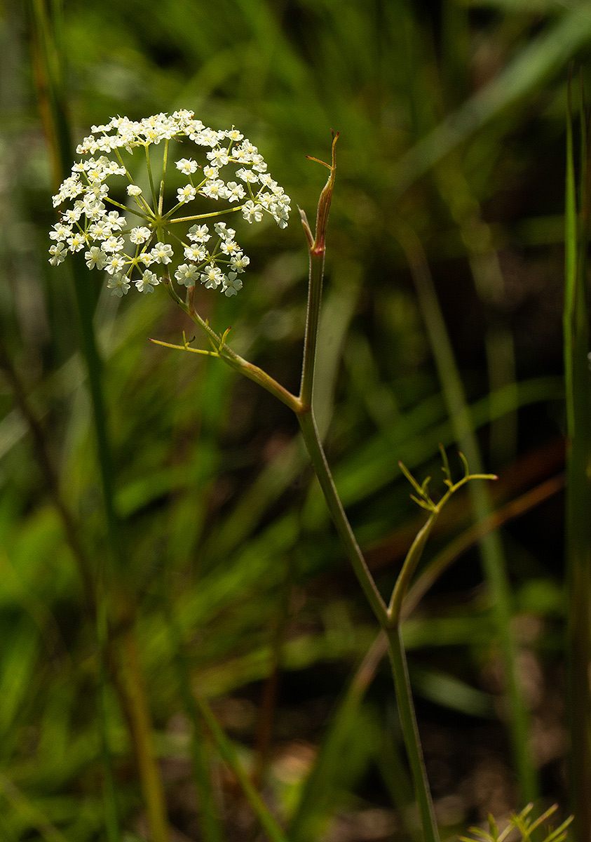 Pimpinella stadensis