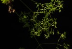 Pimpinella stadensis