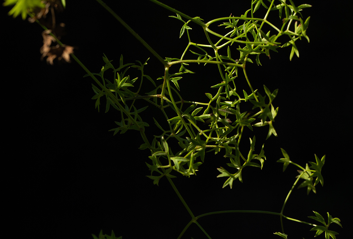 Pimpinella stadensis