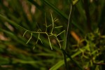 Pimpinella stadensis