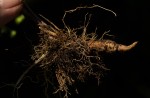 Pimpinella stadensis