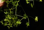Pimpinella stadensis
