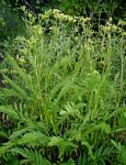 Sium repandum