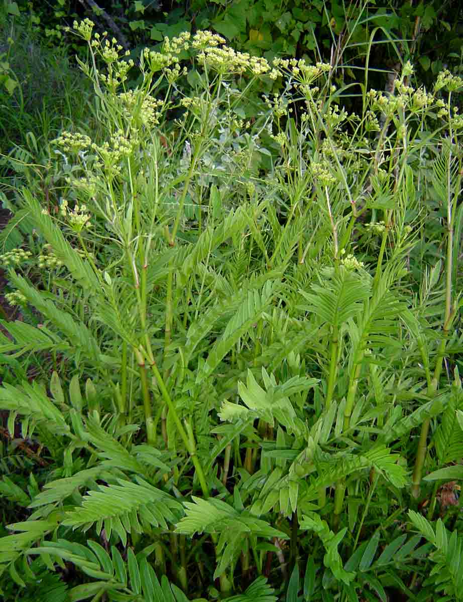 Sium repandum