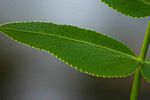 Sium repandum