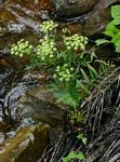 Sium repandum