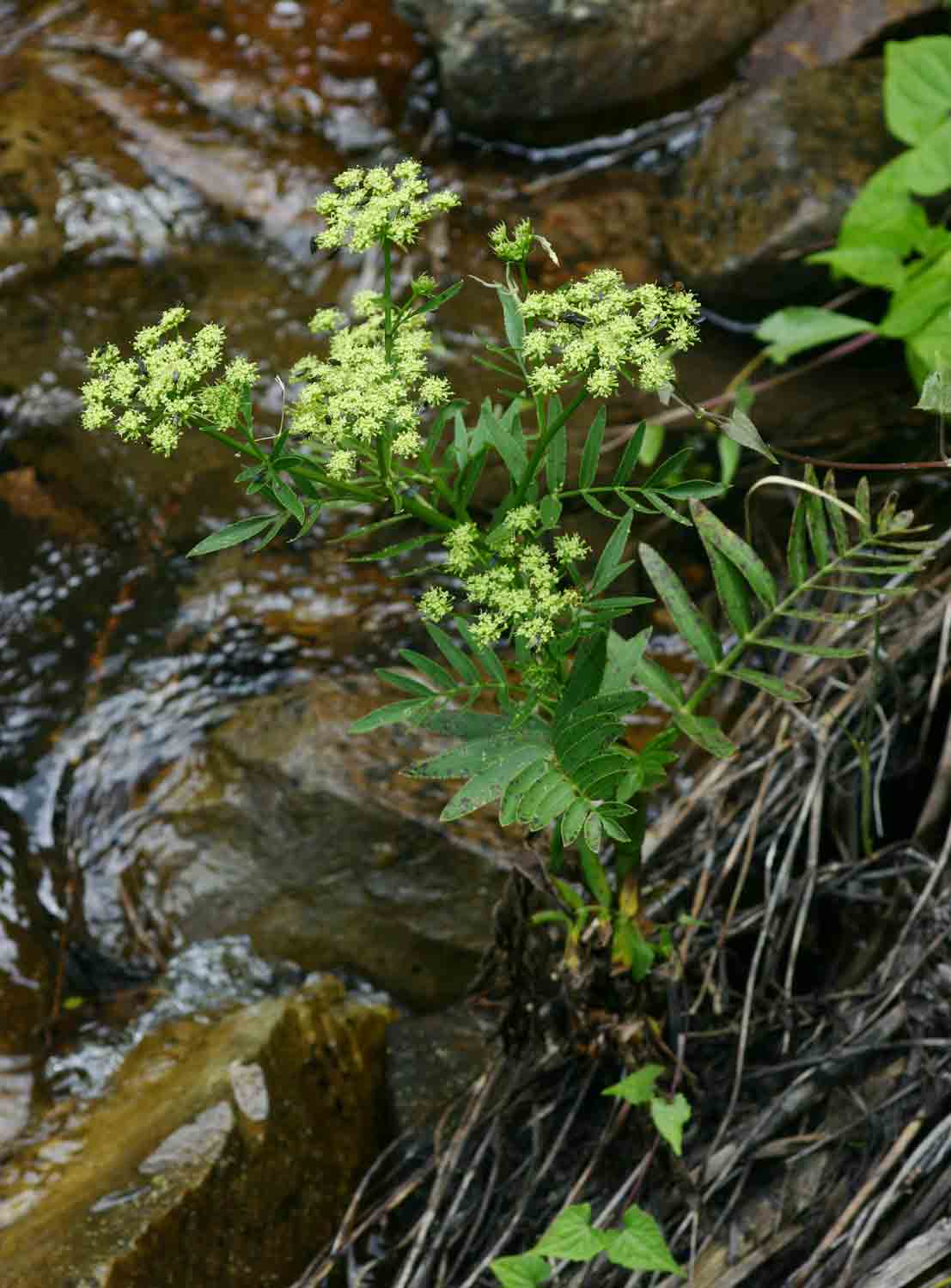 Sium repandum
