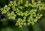 Sium repandum