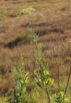 Diplolophium buchananii subsp. swynnertonii