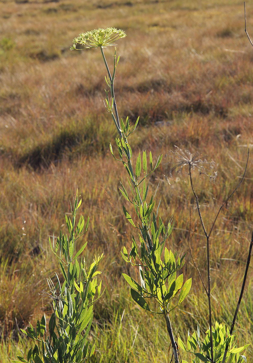 Diplolophium buchananii subsp. swynnertonii