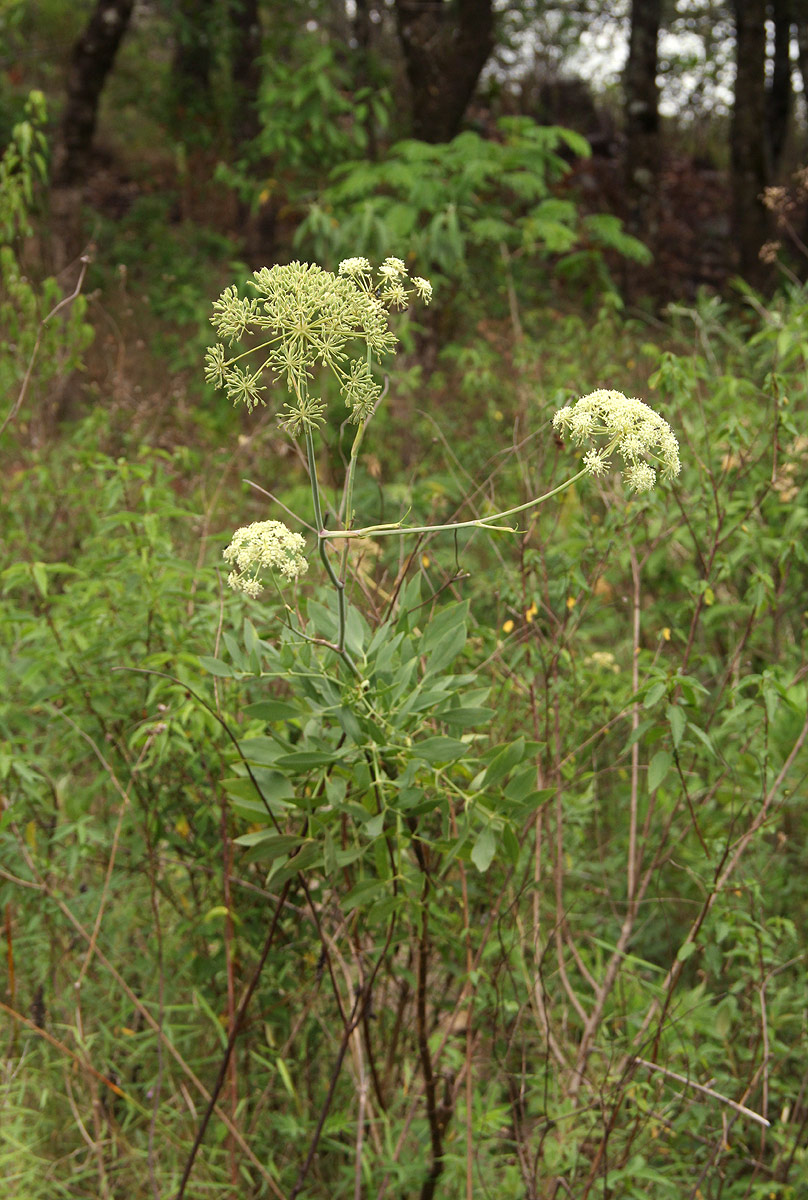 Diplolophium buchananii subsp. swynnertonii