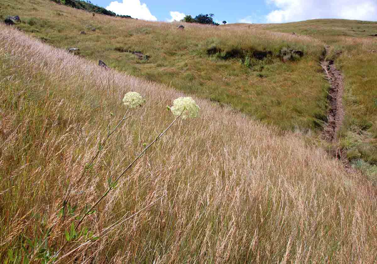 Diplolophium buchananii subsp. swynnertonii