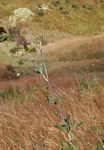 Diplolophium buchananii subsp. swynnertonii