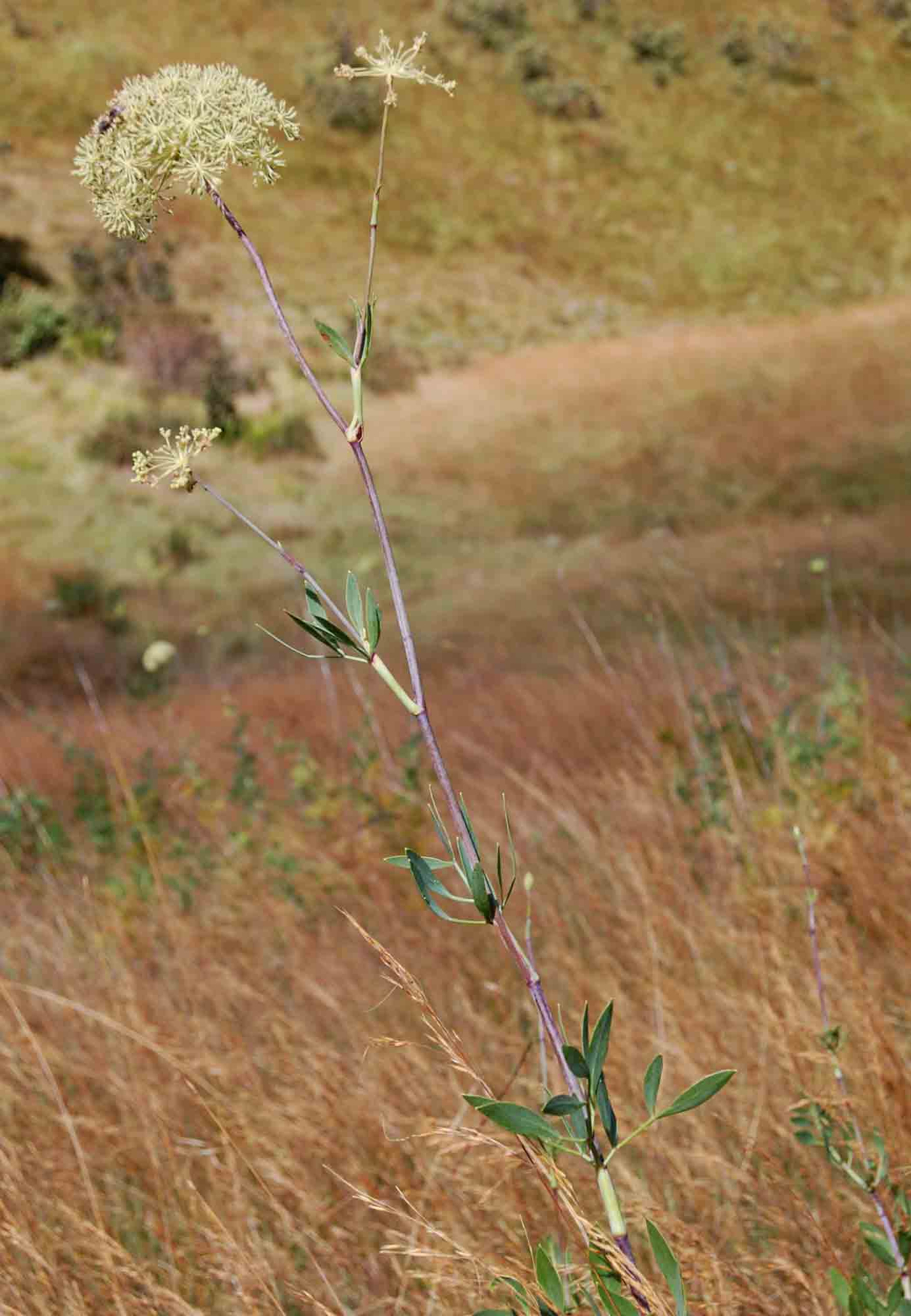Diplolophium buchananii subsp. swynnertonii