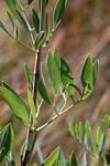 Diplolophium buchananii subsp. swynnertonii