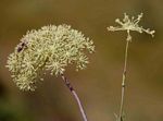 Diplolophium buchananii subsp. swynnertonii
