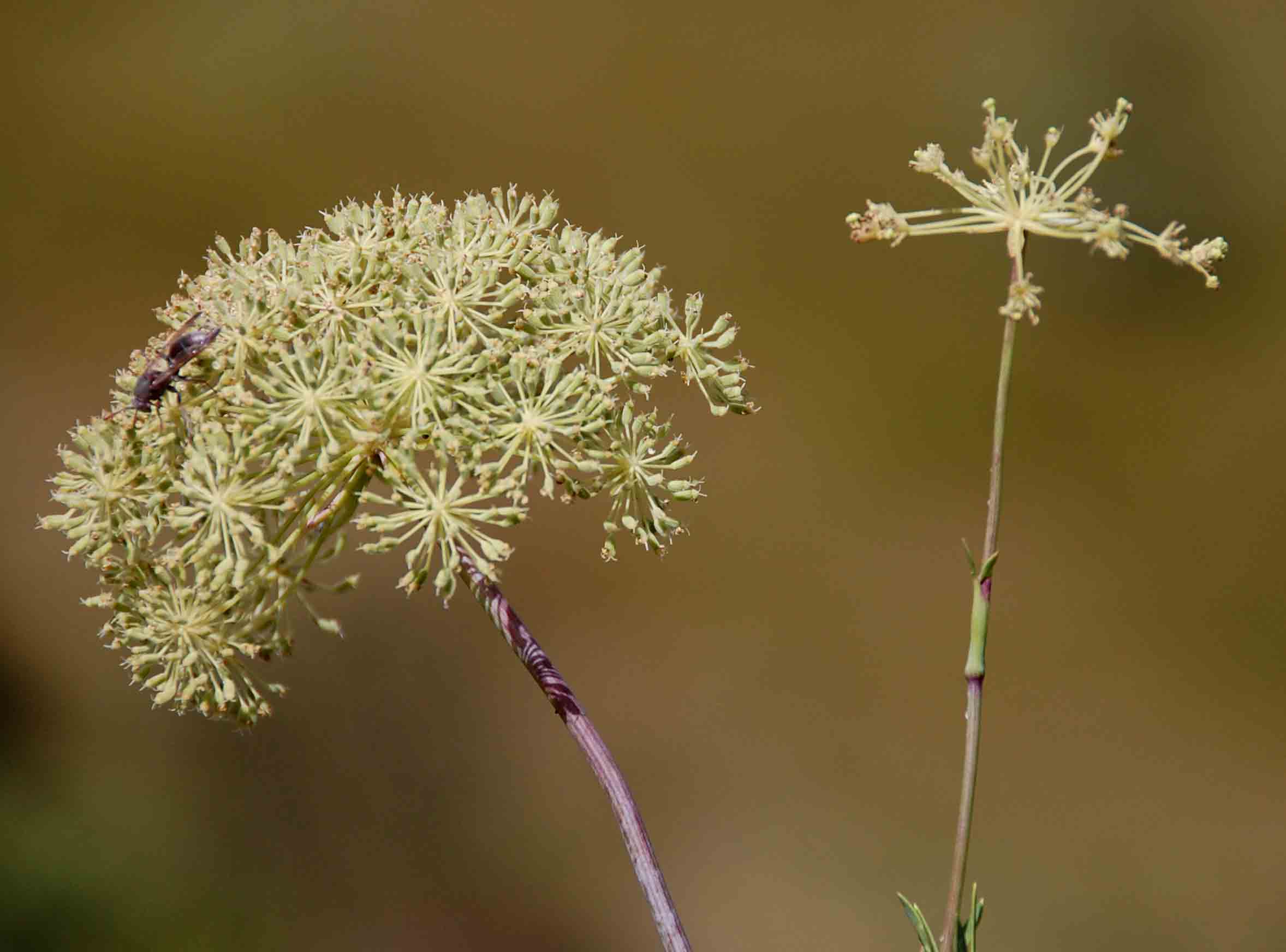 Diplolophium buchananii subsp. swynnertonii