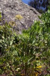 Diplolophium buchananii subsp. swynnertonii