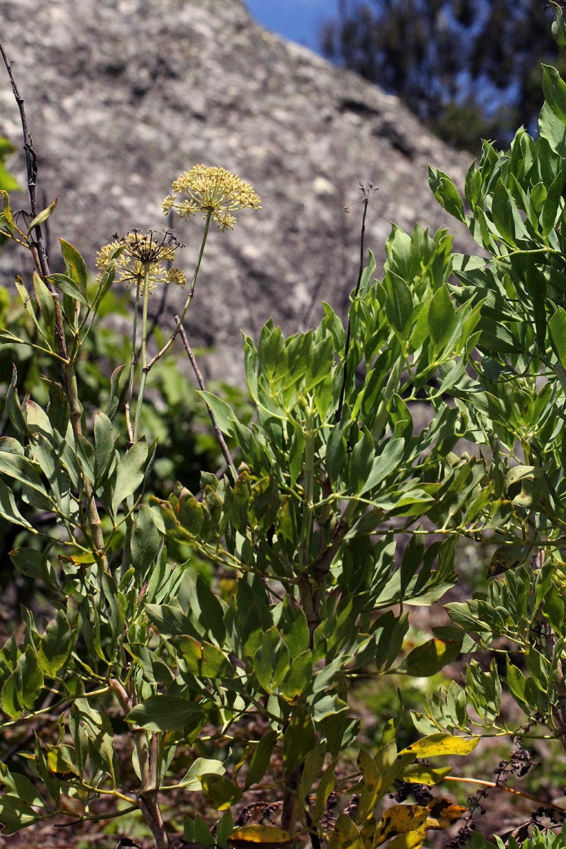 Diplolophium buchananii subsp. swynnertonii