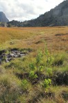 Diplolophium buchananii subsp. swynnertonii