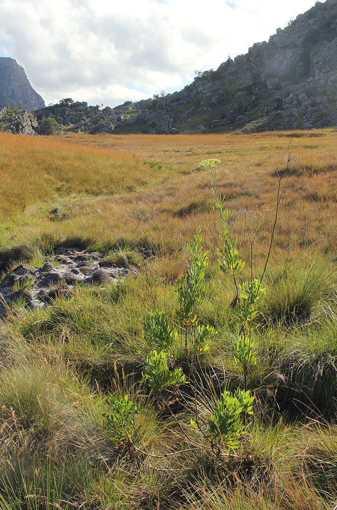 Diplolophium buchananii subsp. swynnertonii