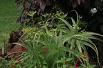 Foeniculum vulgare