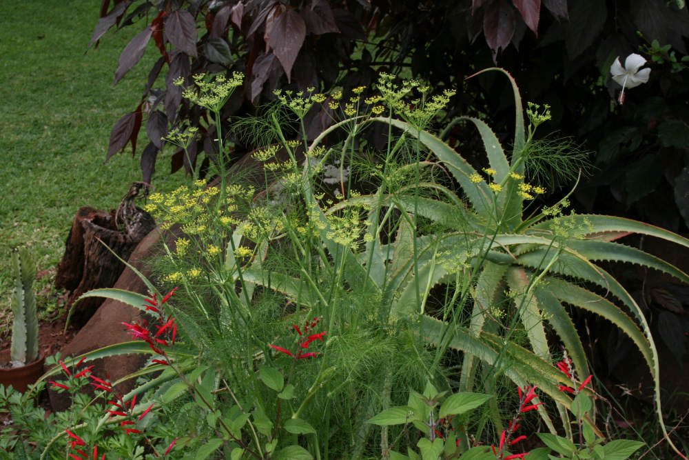 Foeniculum vulgare