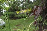 Foeniculum vulgare