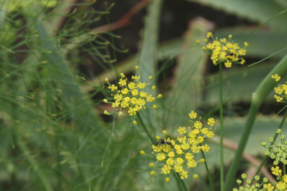 Foeniculum vulgare