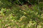 Foeniculum vulgare