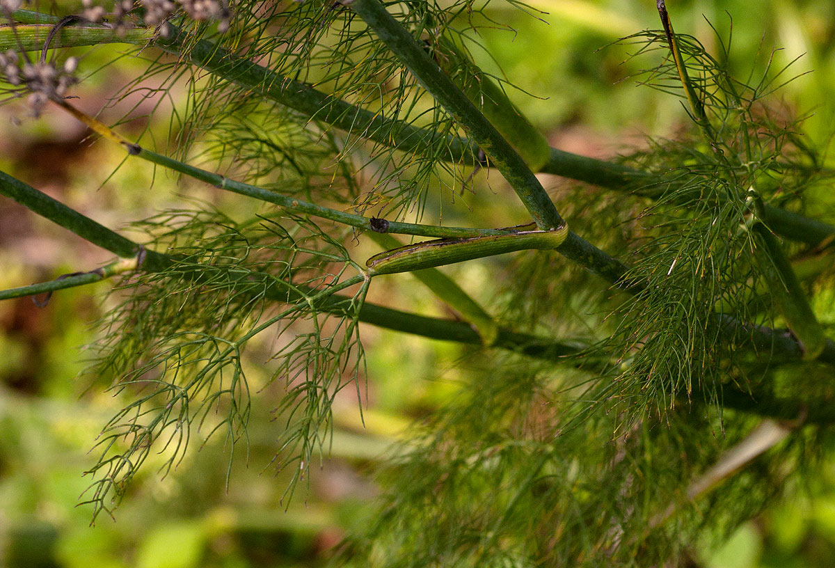 Foeniculum vulgare