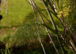 Foeniculum vulgare
