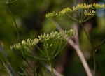 Foeniculum vulgare