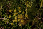 Foeniculum vulgare